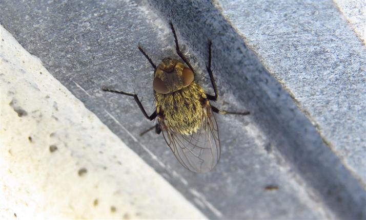 femmina di Pollenia sp. (Calliphoridae)